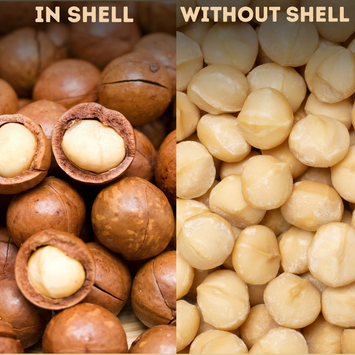 Macadamia Nuts ( Shell - out ) -100 Grams